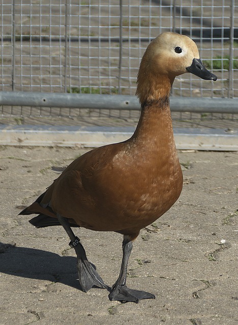 活力